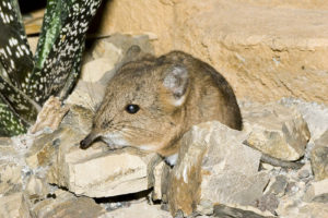 ハネジネズミ